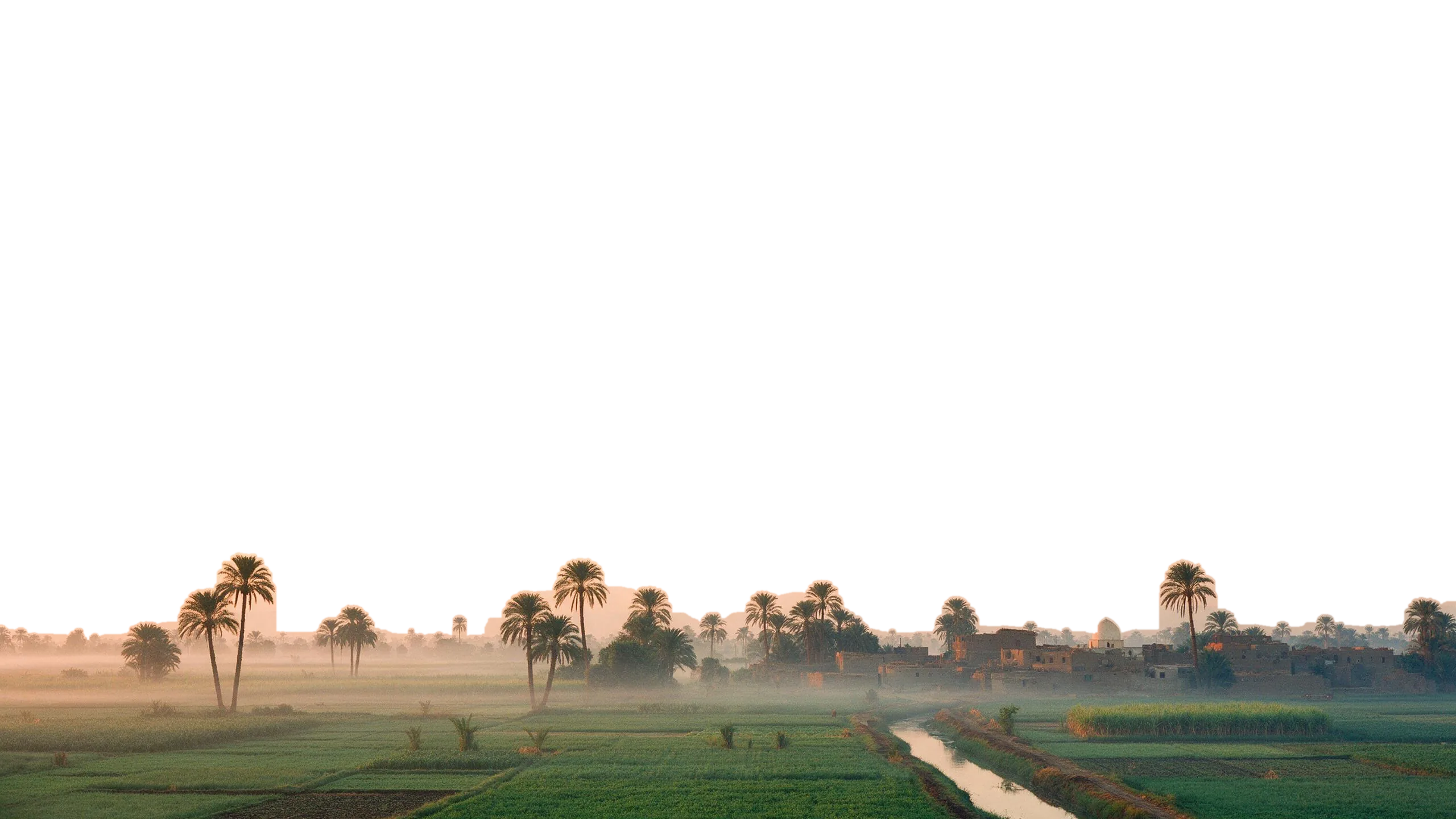 Palm groves and green fields of the Nile Delta at dawn
